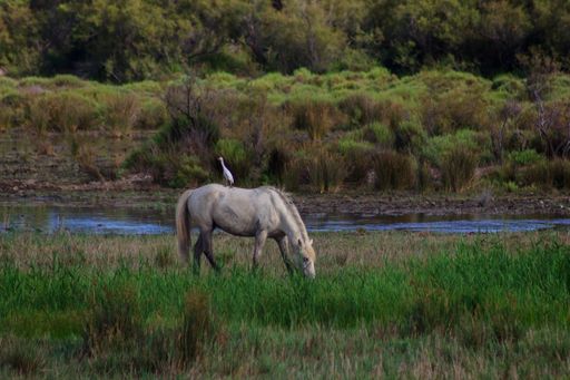 A beautiful shot of bird perched on the back of a white horse grazing freely in the field