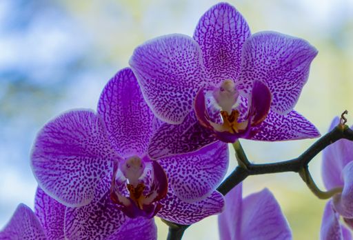 An extreme closeup of purple phalaenopsis flowers against a blurry background