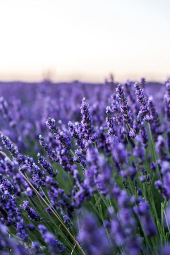 A vertical shot of the lavender flowers on a field captured in Brihuega, Spain