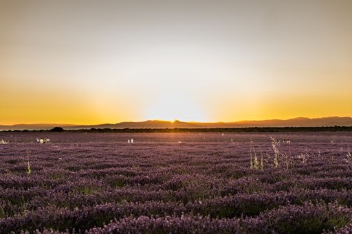 A breathtaking view of a lavender field under the beautiful sunset captured in Brihuega, Spain
