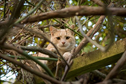 A stunning low-angle shot of a ginger cat seen through tree branches