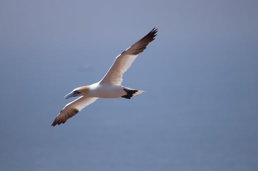 A beautiful shot of a northern gannet bird flying high above the sky