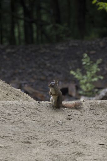 A vertical closeup shot of a cute squirrel in the forest with a blurred background