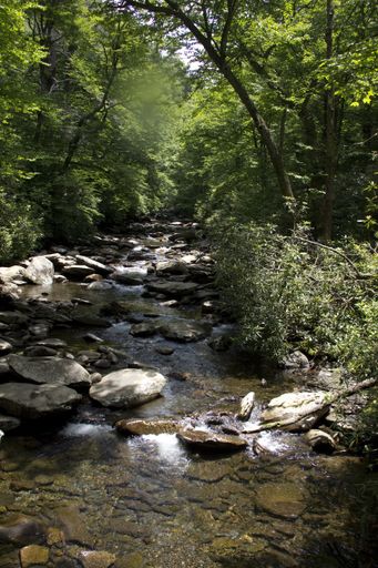 A vertical shot of a beautiful river flowing over the rocks surrounded by green trees in the forest