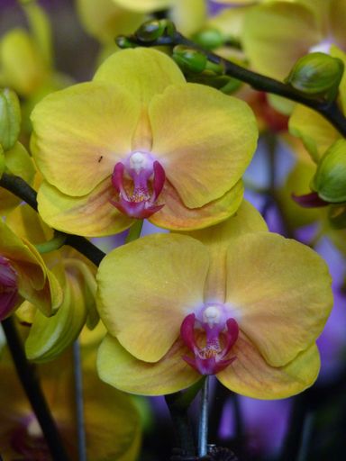 A vertical shot of yellow orchids in a garden under the sunlight with a blurry background