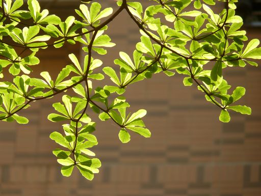 A shallow focus shot of the leaves from the tree called Schefflera Tree