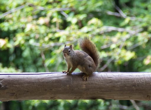 A horizontal closeup shot of a cute squirrel sitting on a tree log with beautiful green trees in the background