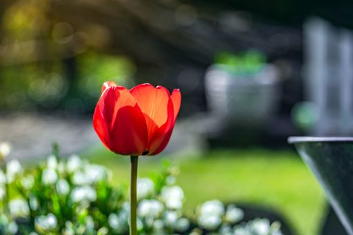 A selective focus shot of a red Tulip sprengeri growing in a field