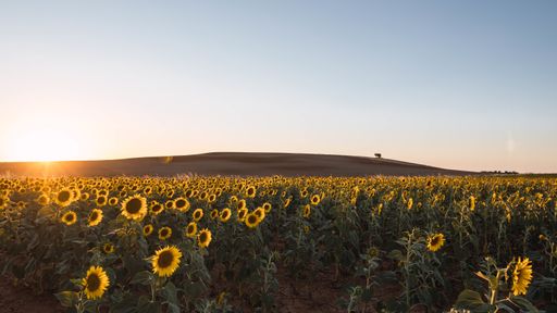 The sun shining in the field with beautiful sunflowers