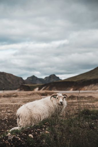 A vertical shot of a white sheep grazing on the pasture under a cloudy sky