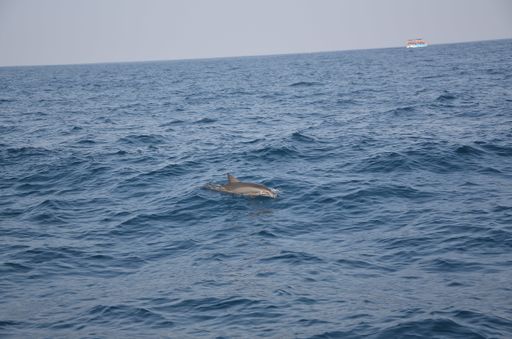 A beautiful scenery of a dolphin swimming the sea at daytime