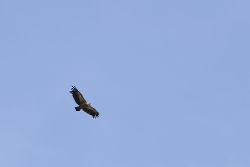 A low angle shot of a Vulture flying in the blue sky in Canyon of the Rio Lobos, Spain