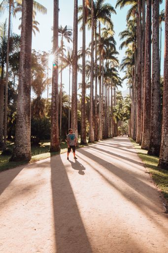 Vertical shot of a guy on the palm trees road in Botanic Rio de Janeiro.