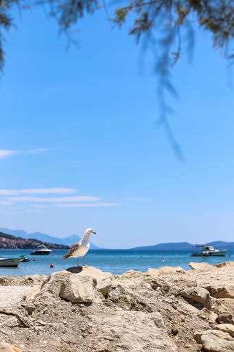 A vertical closeup shot of a seagull perched on the coast of Split, Croatia