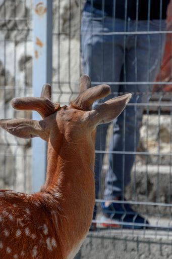 A vertical shot of a small fluffy brown fallow deer standing near a gate on a petting zoo