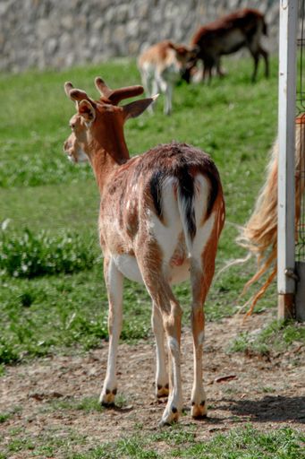 A vertical shot of a small fluffy brown fallow deer grazing on a field
