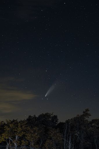 A vertical shot of a shooting star on a starry night sky above a park covered in trees