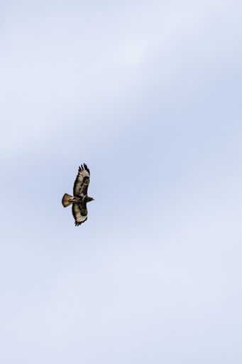 A vertical of a common buzzard flying in the sky with its wings wide open, great for wallpapers