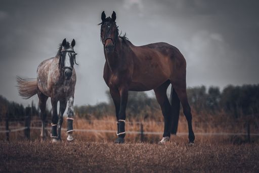 A beautiful shot of of two graceful horses captured in countryside