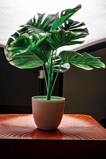 A close-up shot of a potted Swiss cheese plant grown in the garden in spring