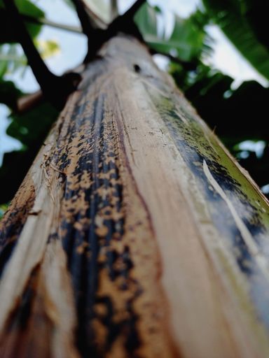 A low-angle shot of a lush banana tree in the garden