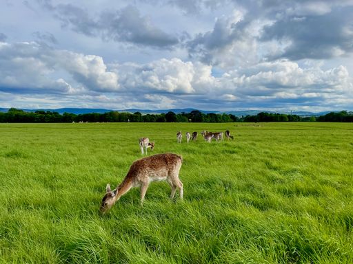 A group of deers grazing in the wide green meadow
