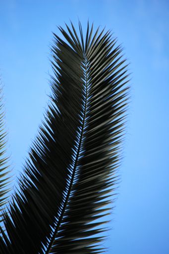 A low angle shot of a tropical palm tree branch under the blue sky