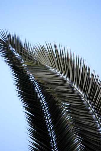 A vertical closeup shot of palm branches on a blue background