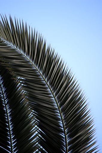 A low angle shot of a tropical palm tree branch under the blue sky