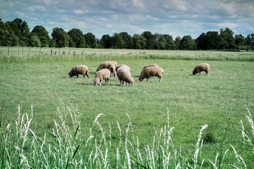 The Sheep graze in a green meadow.