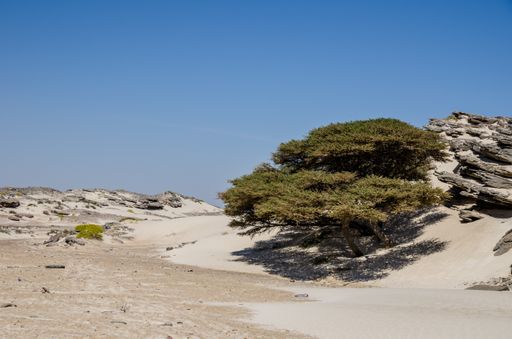 Stone desert with clump of  trees, rocky outcrops, gravel,  some low shrubs  and drift sand near fishing viillage Al Khaluf in Oman