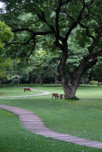 A vertical shot of an empty park with wooden benches under trees