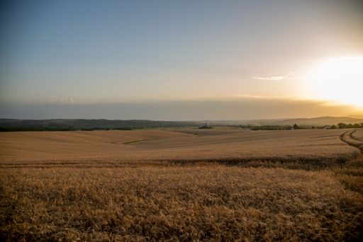 A scenic view of a wheat field in a rural area in clear sky background on a sunny day