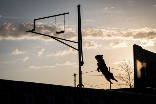 A silhouette of a dog jumping in the air in the cloudy sunset sky background