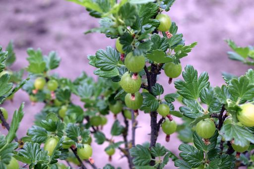 A closeup shot of branches with unripe green currant