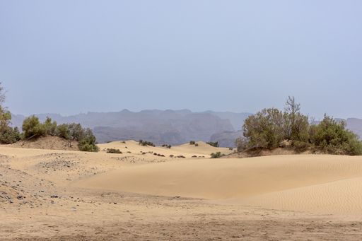 A beautiful landscape of sandy dunes and green trees in the distance