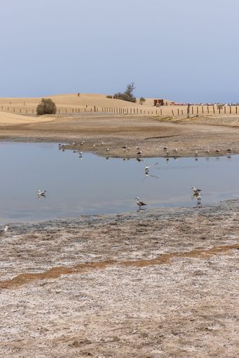 A water pond near the sandy beach on a sunny morning