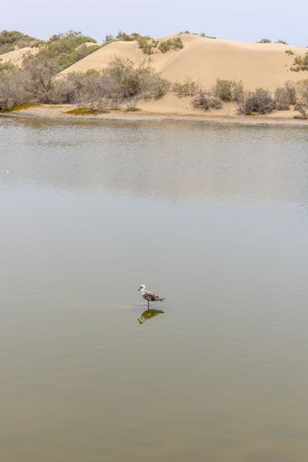 A bird in a water pond near sandy shore