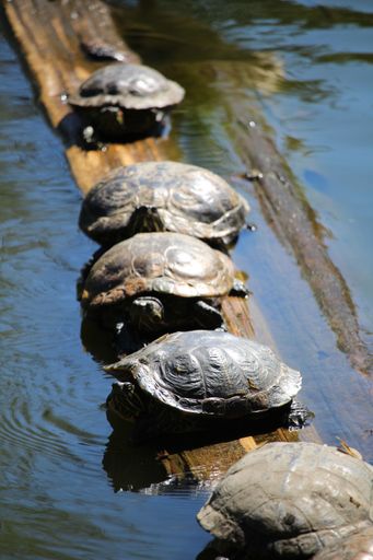 A vertical shot of mauremyses sitting near the water