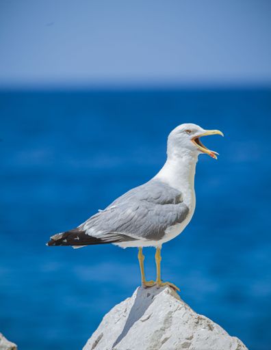 Seagull standing on the rock in front of the Adriatic sea