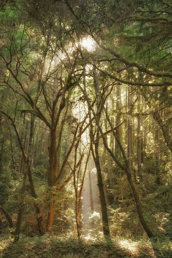 A vertical shot of a sunny forest