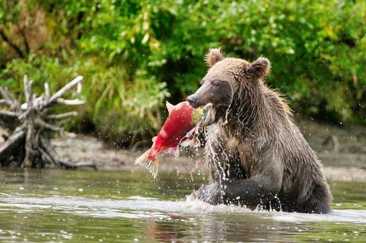 An Alaskan Coastal Brown Bear catching a sockeye salmon at Lake Clark National Park