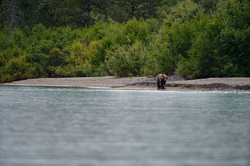 A beautiful shot of a brown grizzly bear walking around on a lake shore in Alaska