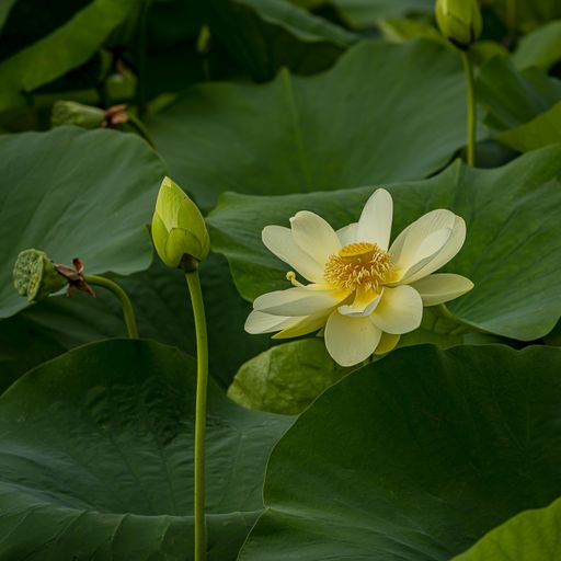 A closeup shot of a sacred lotus under the sunlight