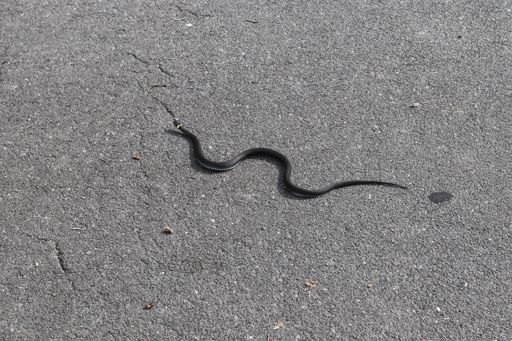 A closeup shot of a viper on a road