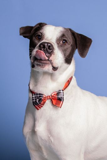 A vertical shot of an adorable white black dog with a bow on its neck posing on a blue background