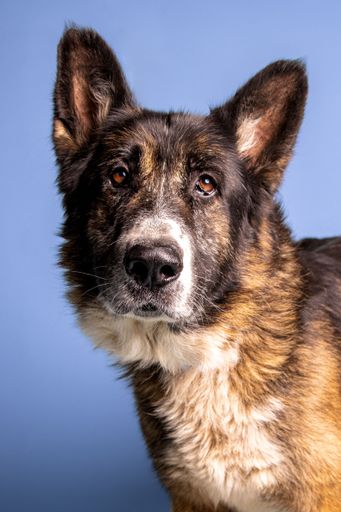 A vertical shot of an adorable patchy dog posing on a blue background