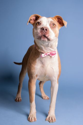 A vertical shot of an adorable brown white dog with a pink bow on its neck posing on a blue background