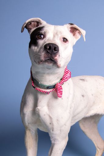 A vertical shot of an adorable white dog with a pink bow on its neck posing on a blue background
