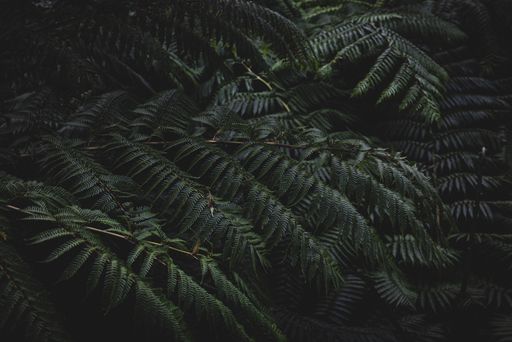 The tropical leaves. Fern in the rainforest. Jungles